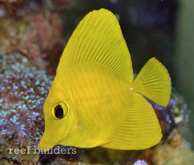 yellow zebrasoma scopas