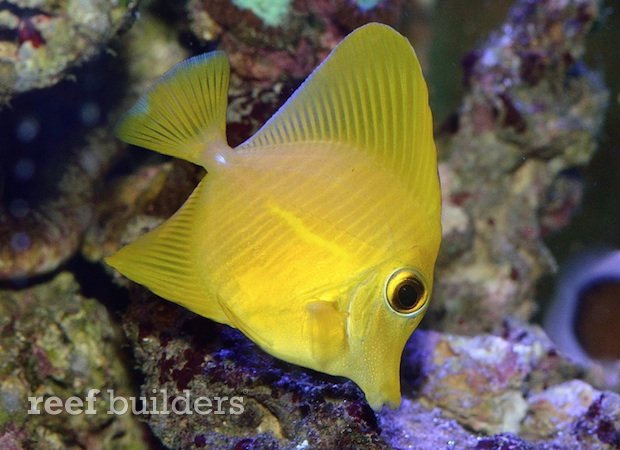 yellow zebrasoma scopas