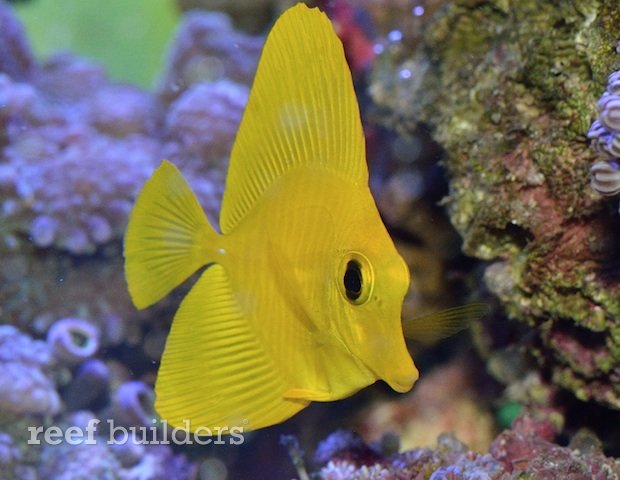 yellow zebrasoma scopas