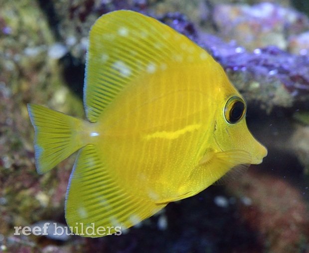 yellow zebrasoma scopas