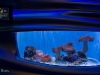cuttlefish-display-tank