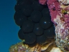 cuttlefish-eggs