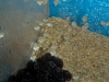 cuttlefish-hatchlings