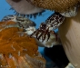 cuttlefish-mating-5