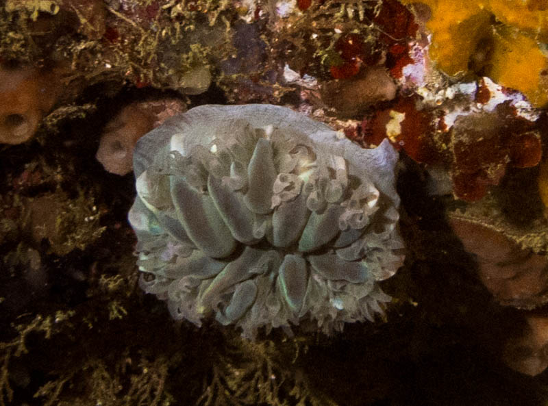 Bubble coral Plerogyra sinuosa