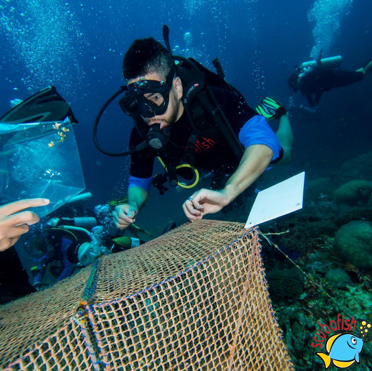 Clownfish-release-ko-haa