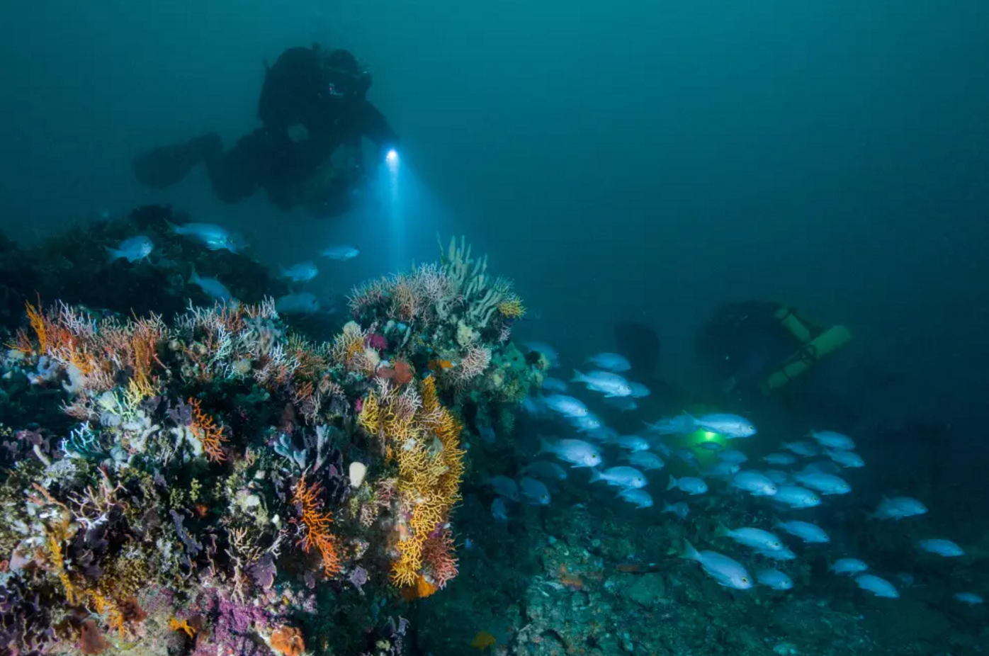 Divers take an up-close look at the top of one of the newly discovered Drowned Apostles. Photo: lizrogersphotography.com