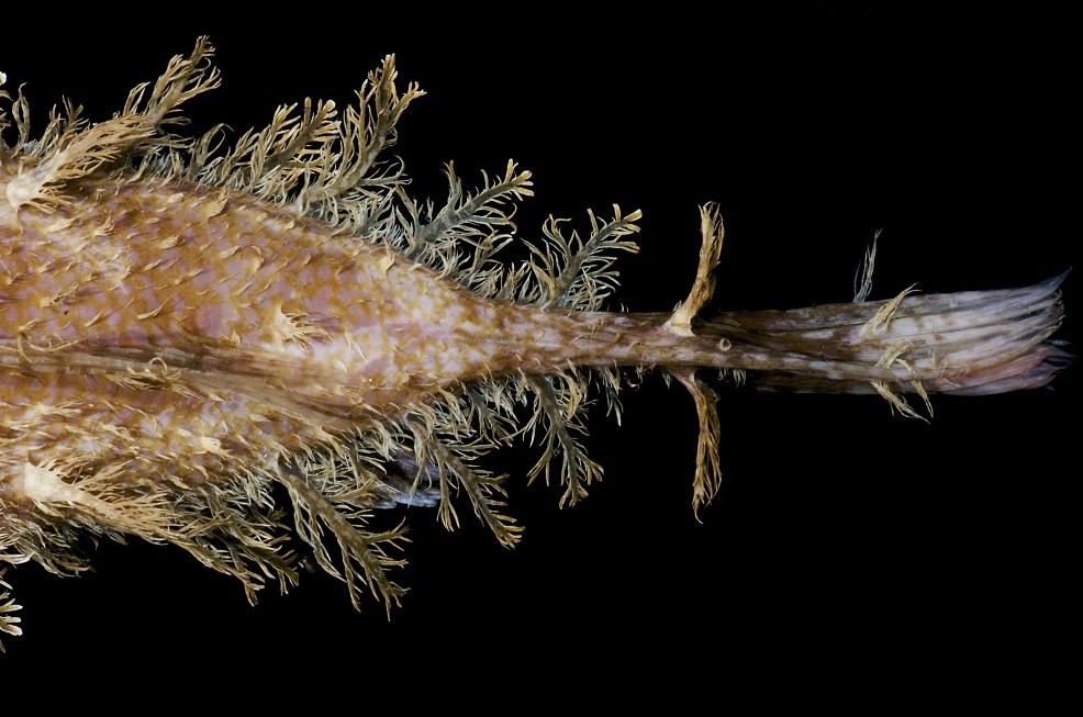 Goosefish-Dominica