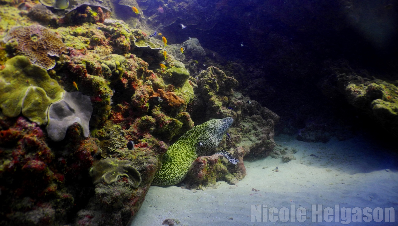 Honeycomb-moray-eel