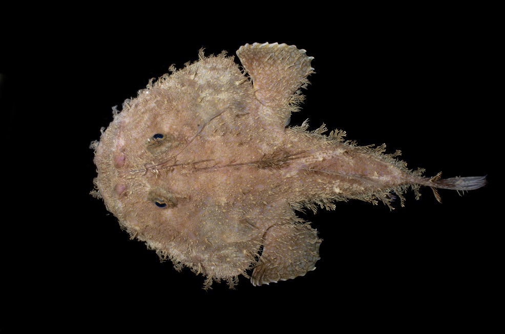 Reticulated Goosefish, photographed in the deepsea of Dominican by the Curasub and RV Chapman 2016