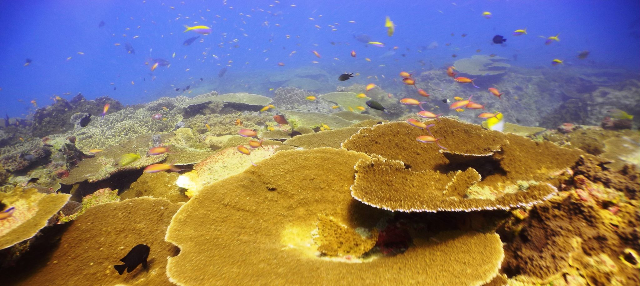 Two-mile-reef-mozambique