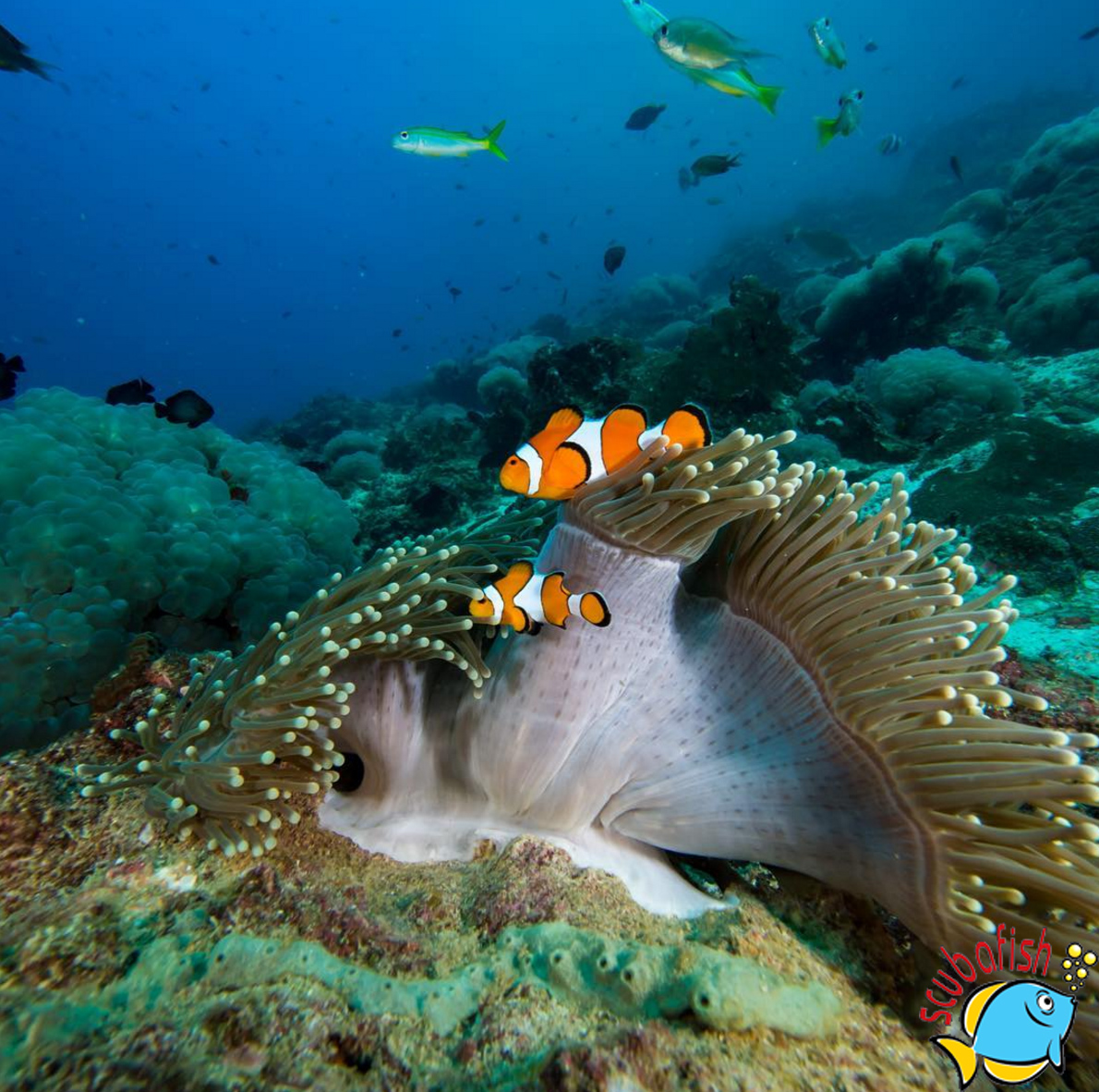Western-Clownfish-Ko-Haa-Thailand