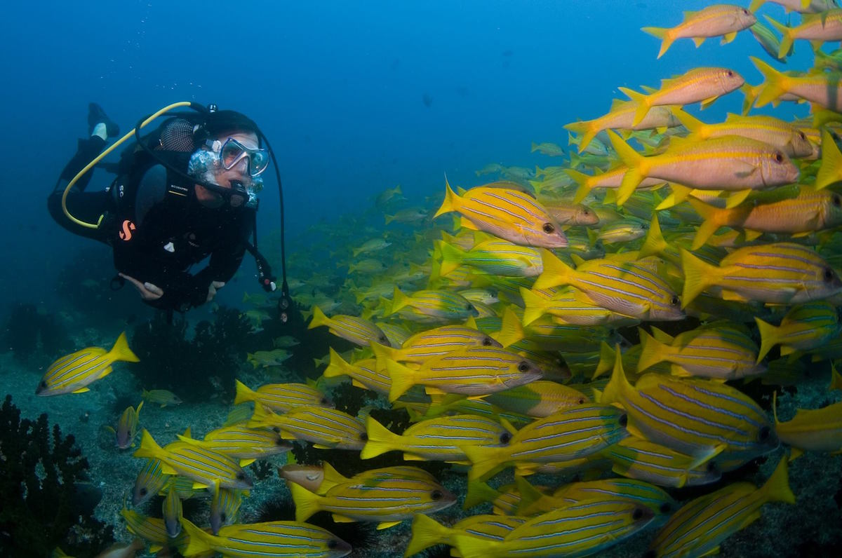 Diving in Tofo Mozambique