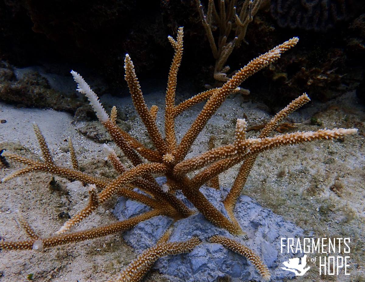 coral reef restoration