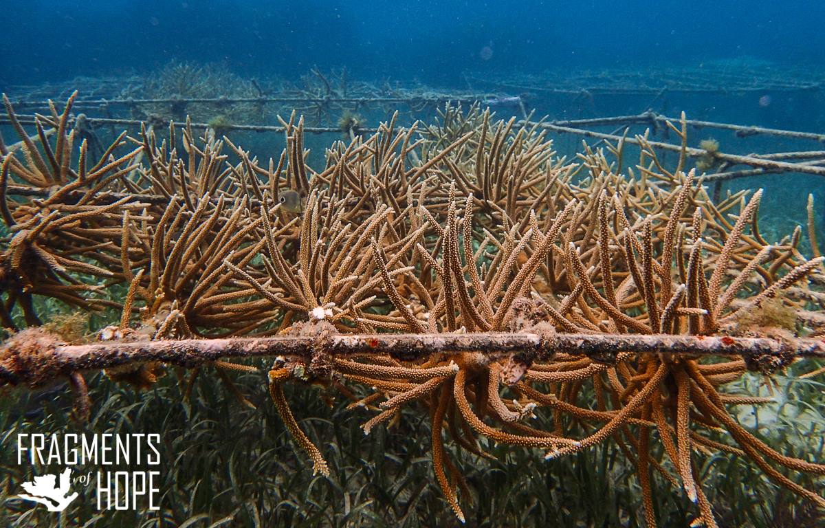 Fragments-of-hope-coral-nursery