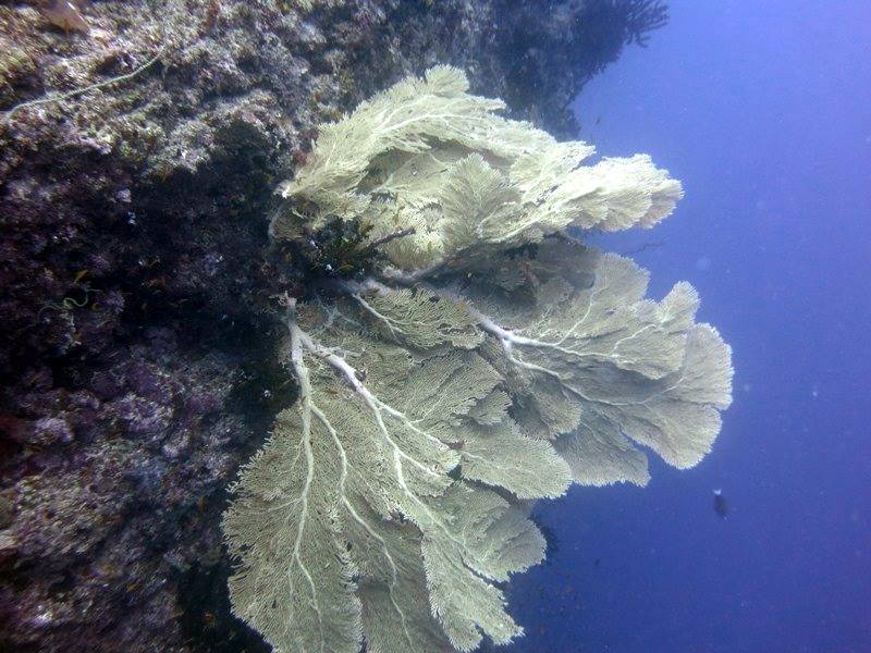 Gorgonian-seafan-vamizi