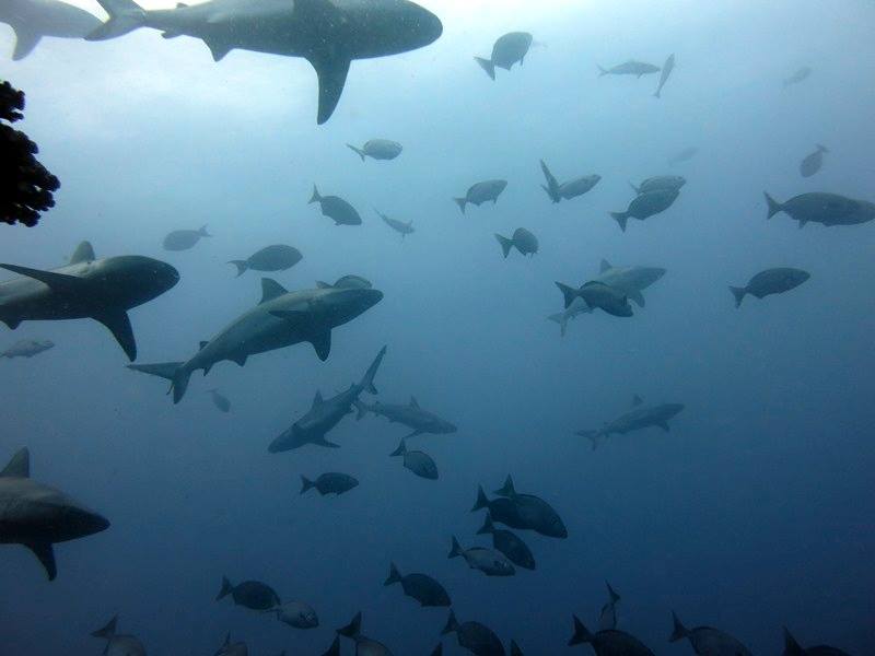 Grey-Reef-Shark-Vamizi