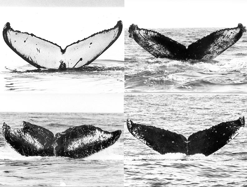 A humpback whales fluke is like a fingerprint, each pattern is unique. Photo Credit: Wildwhales.org