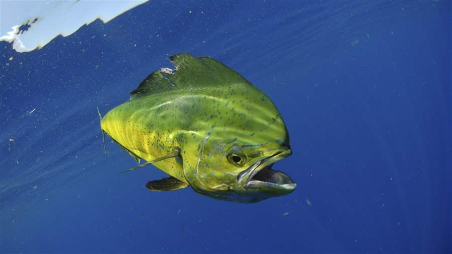 Mahi Mahi Austral Islands