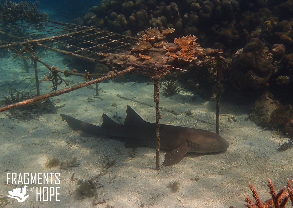 Nurse-Shark-Fragments-Of-Hope