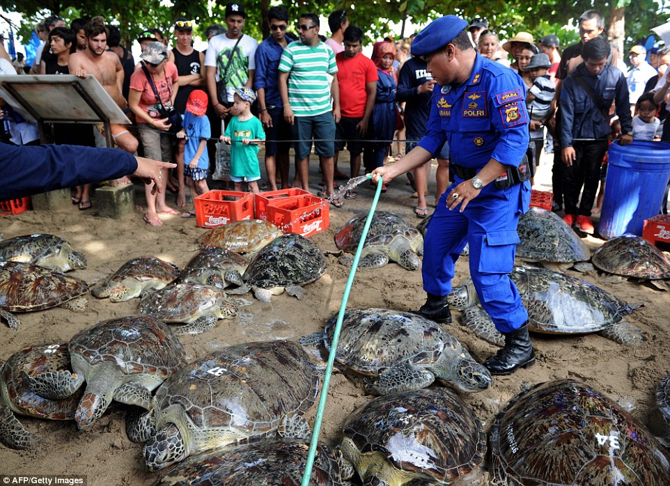 Sea Turtles