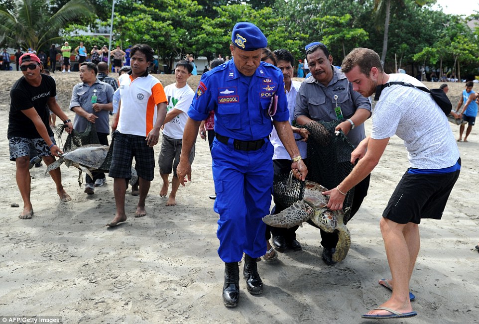 Sea-Turtle-Released