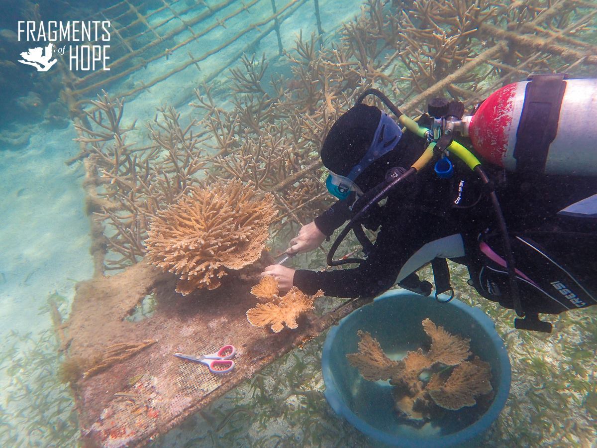 fragments-of-hope-coral-reef