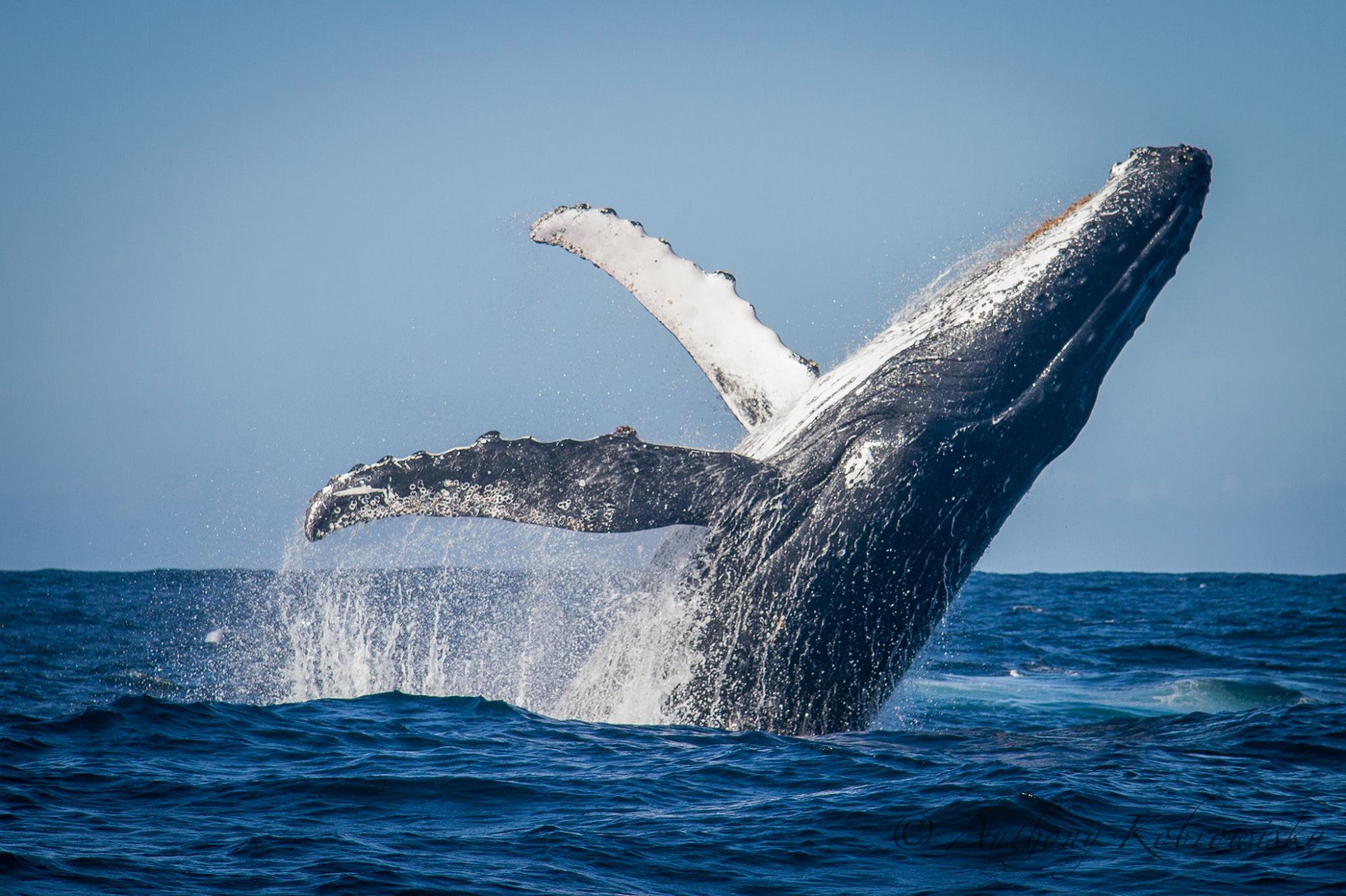 Humpback-Whale-Sea-Candy-Media