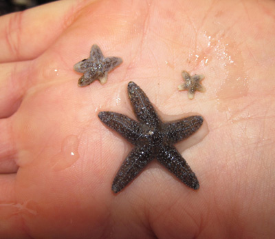 Juvenile sea stars 