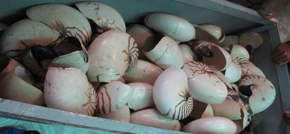 The local fisherman receives about $1 USD for each nautilus shell! Photo: Nautilus Files