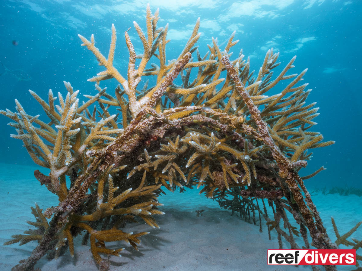 Punta-Cana-Coral-Restoration-16