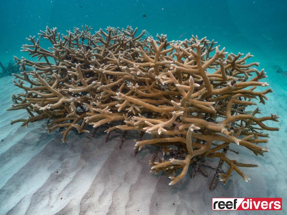 A healthy stand of Staghorn coral (Acropora cervicornis)