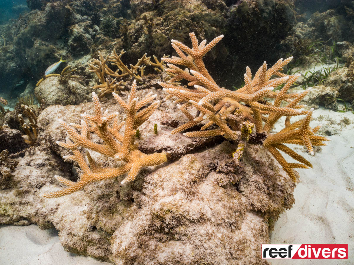 Staghorn coral restoration in the Dominican Republic