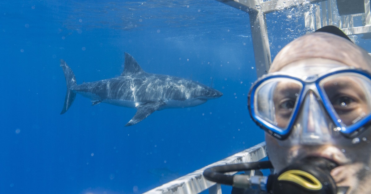 Rick Mcphearson diving with great while shark