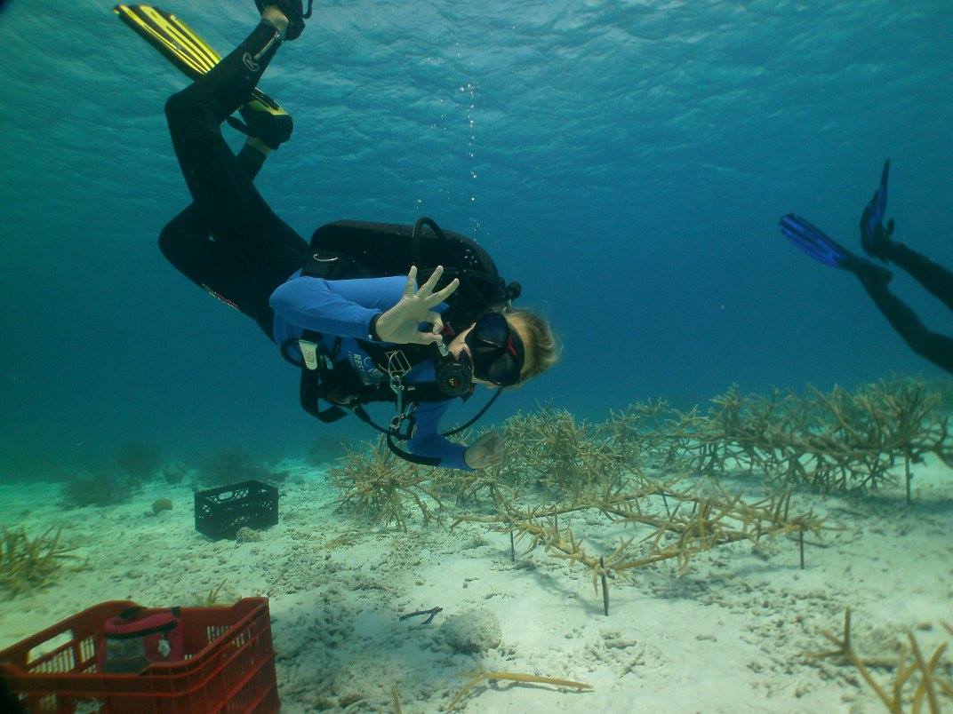 Coral-Resotration-Bonaire-1