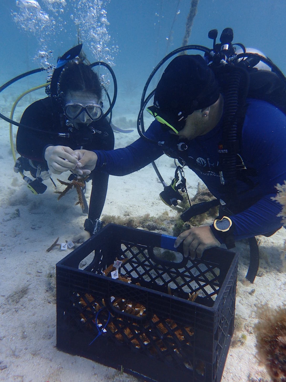 Coral-Restoration