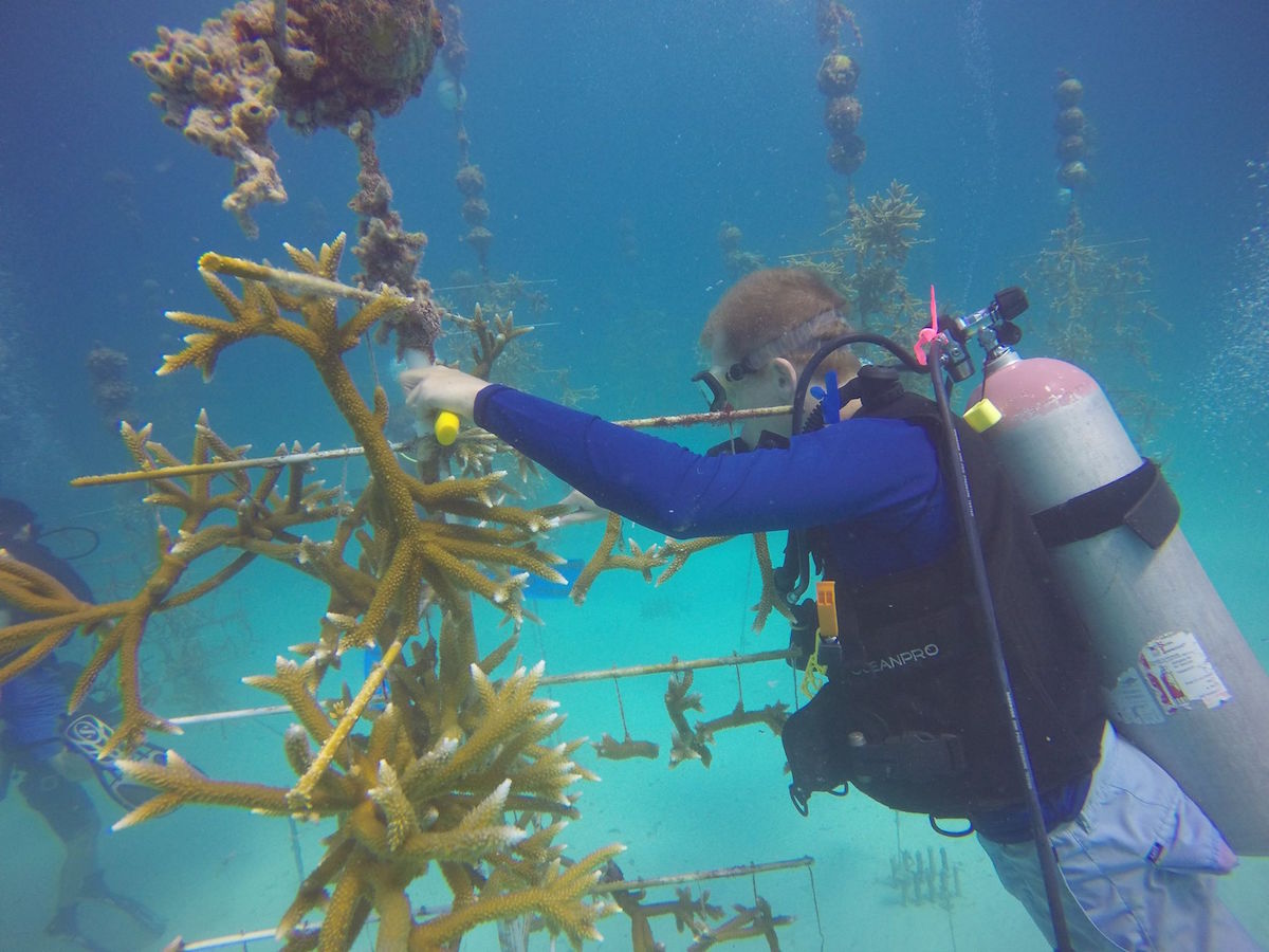 Coral-cleaning