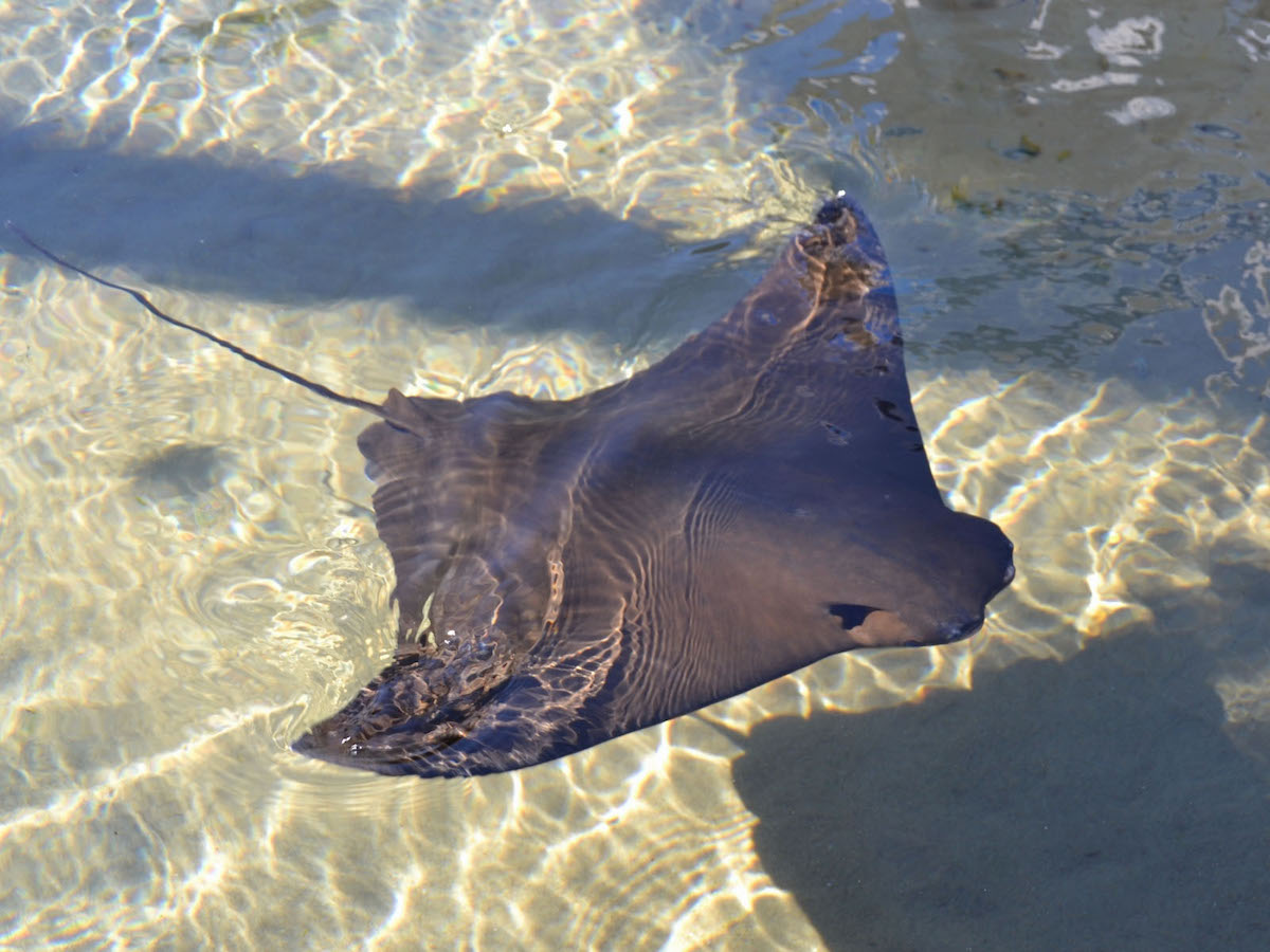 Cownose Ray