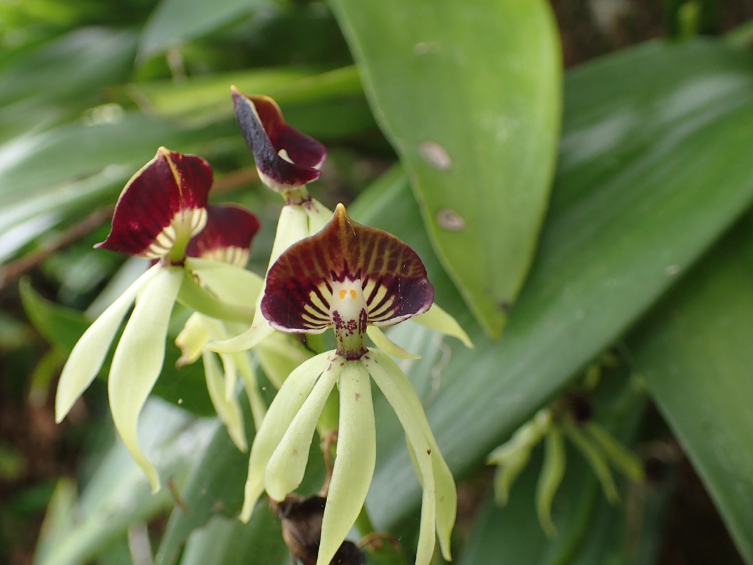 Flowers-Belize