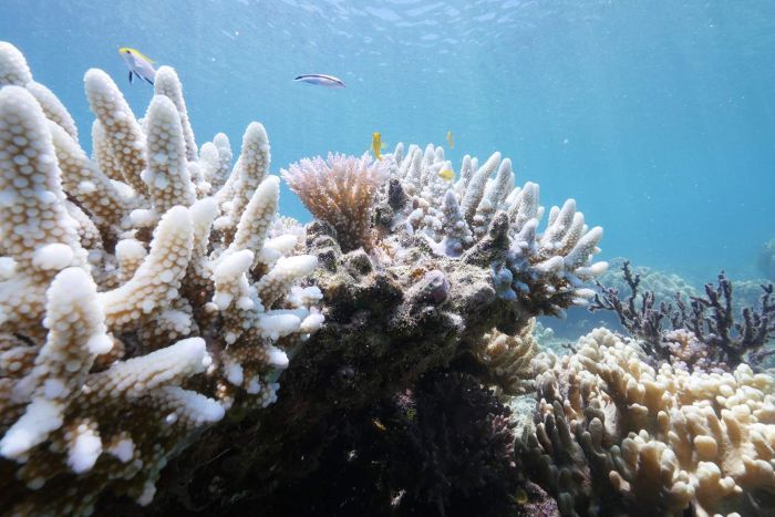 Great-Barrier-Reef-Bleaching