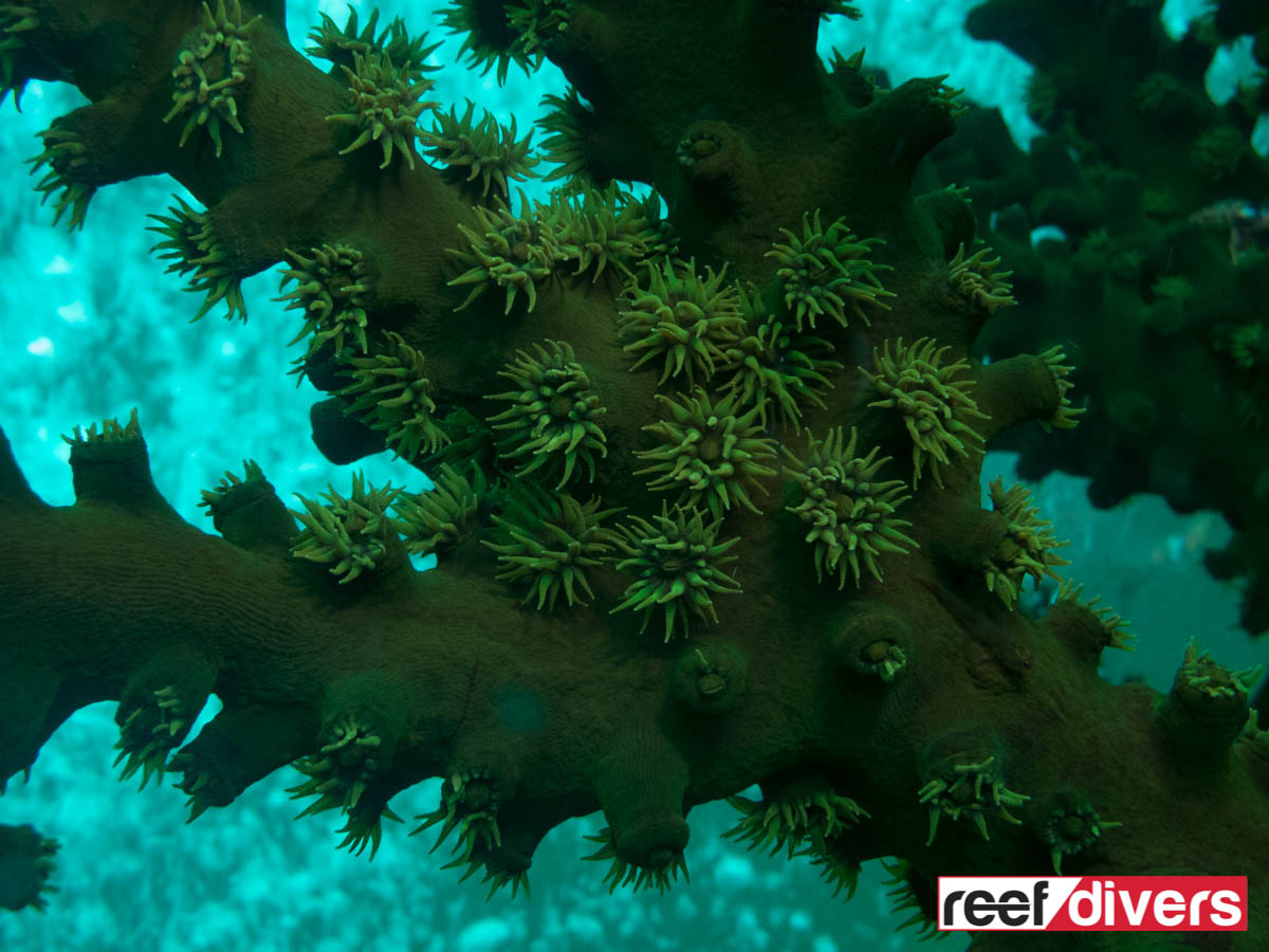 Closeup of green tree coral polyps