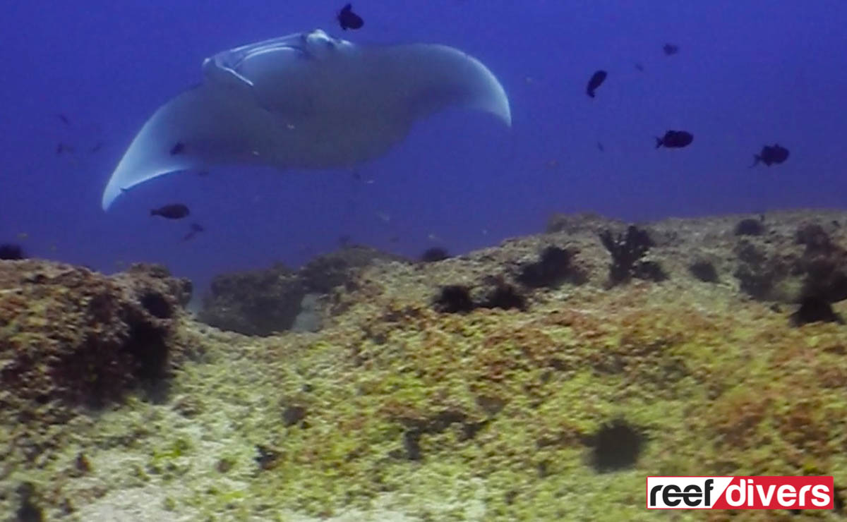 Manta-Ray-Mozambique