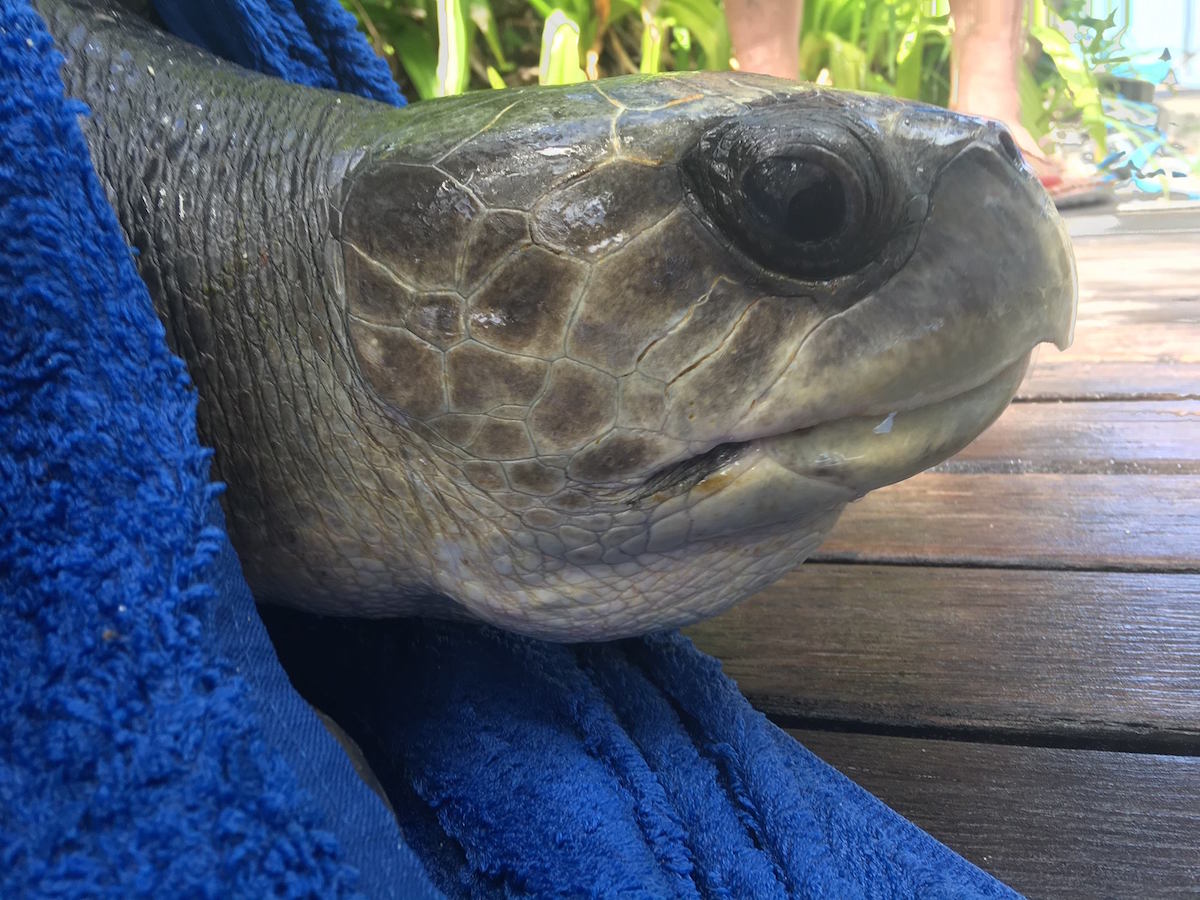 Olive-Ridley-Turtle