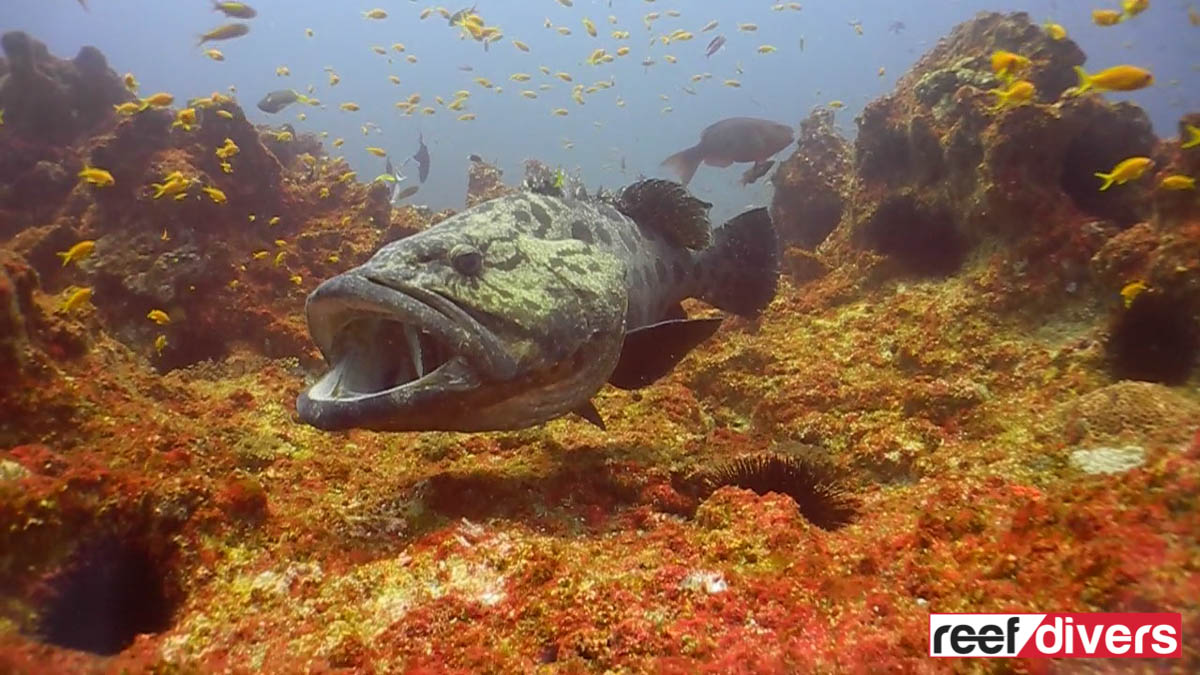 Potato-Grouper-Mozambique