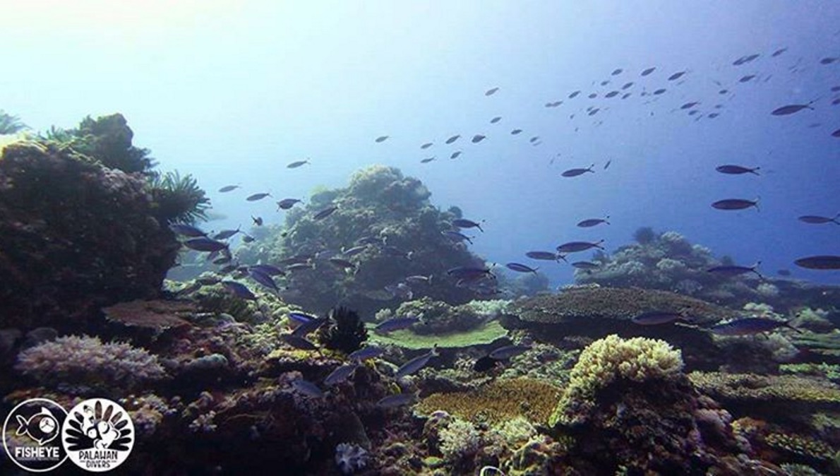 Palawan-Divers