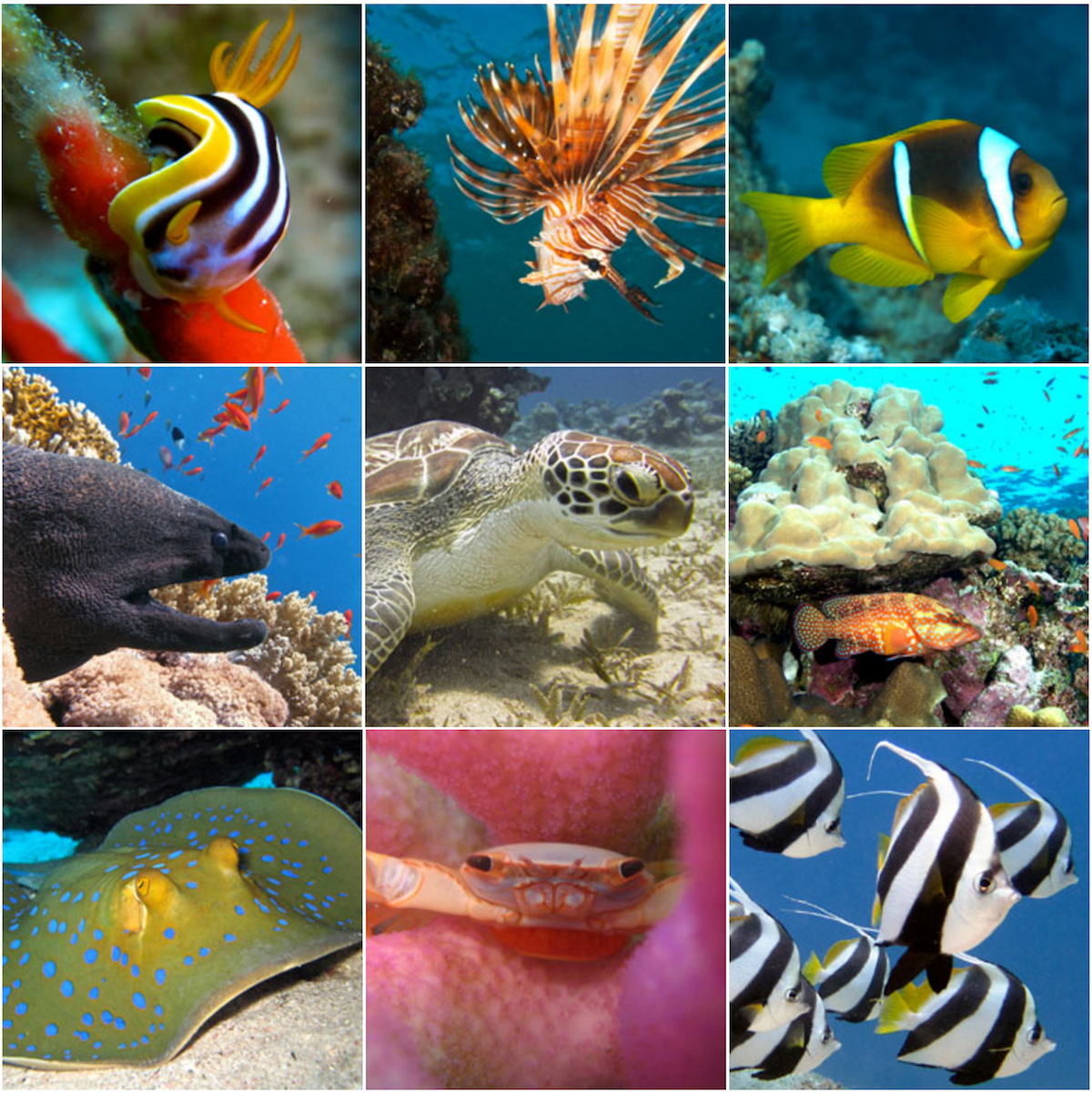 Scuba-Seekers-Dahab