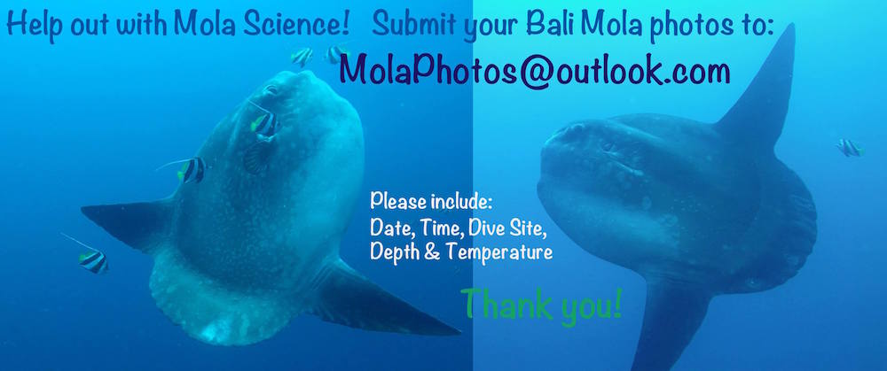 Bali-Mola-Photos