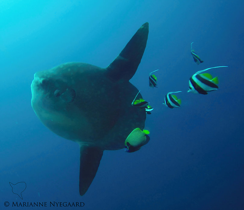 Bali-Sunfish-Research