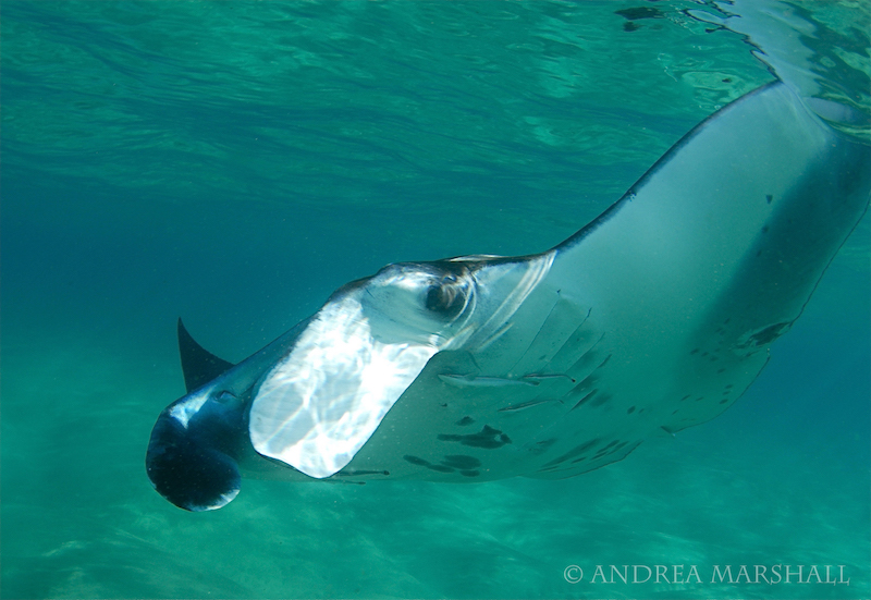 Manta Rays