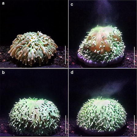 Temporal sequence of pulsed inflation by Heliofungia actiniformis to remove Symbiodinium. a Acclimated coral at 26 °C. b Inflation maximum before contraction. c Contraction and expulsion of zooxanthellae. d Even after expulsion the corals often maintain a level of inflation. Scale bar 5 cm